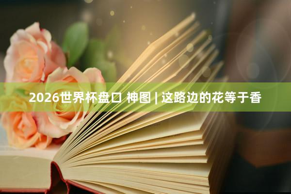 2026世界杯盘口 神图 | 这路边的花等于香